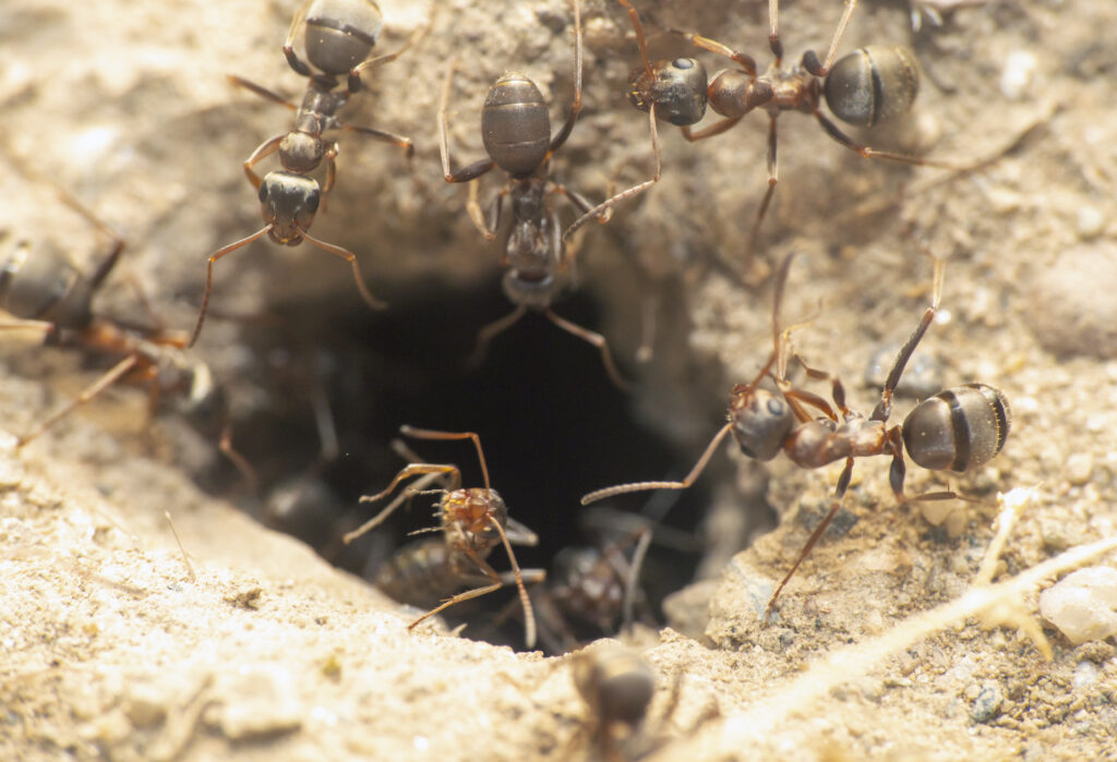 ants in hole
