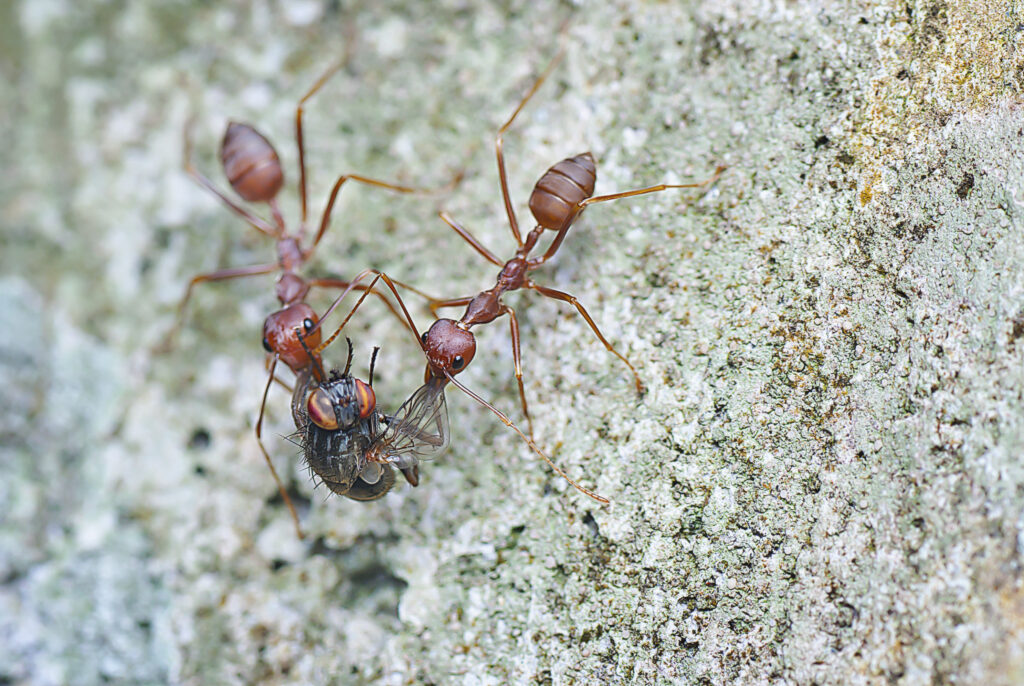 ants with prey