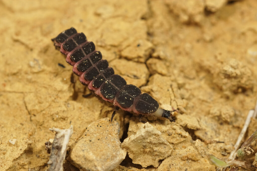 closeup of a firefly larva