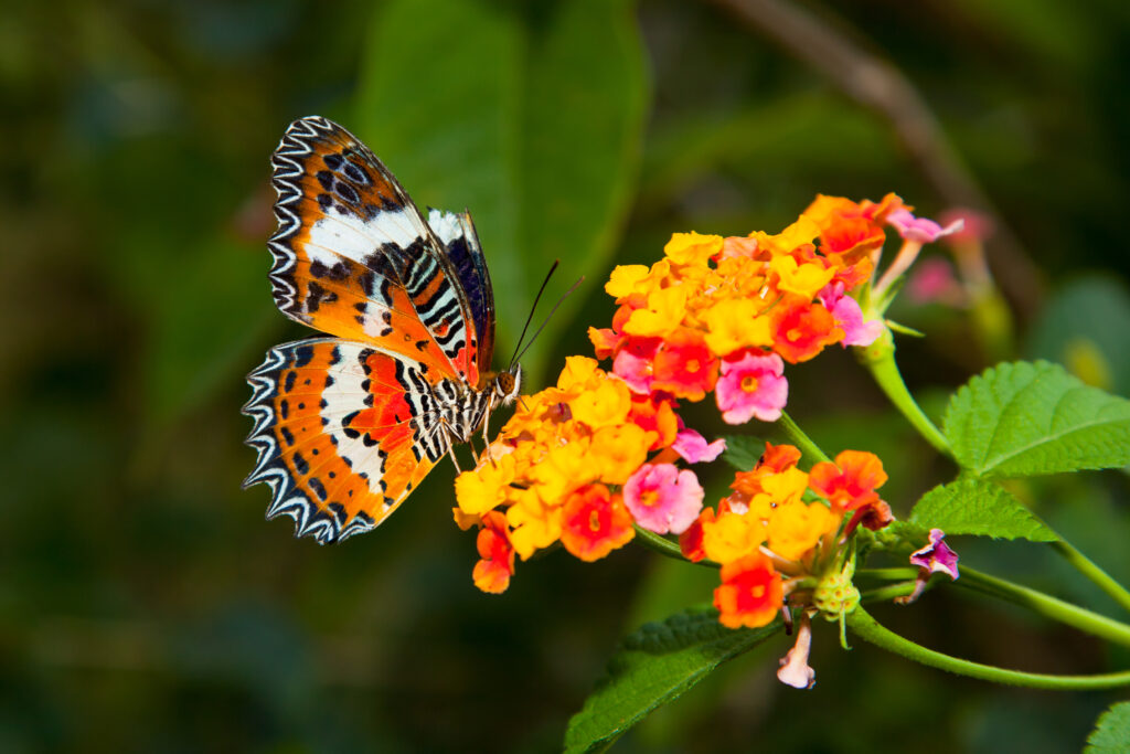 Butterfly pollinating a flower