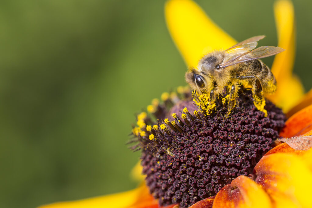 Pollen on Bee