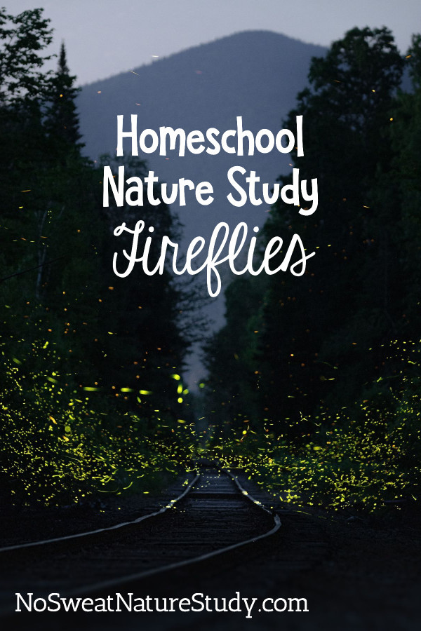 Firefly Nature Study