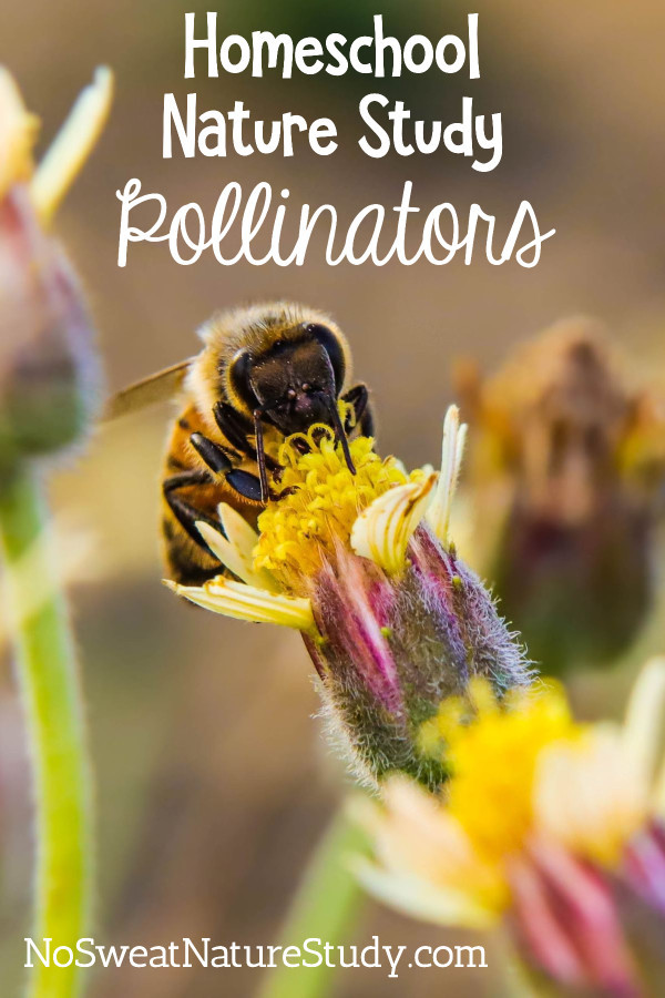 Bee pollinating a yellow flower advertising a pollinator nature study podcast