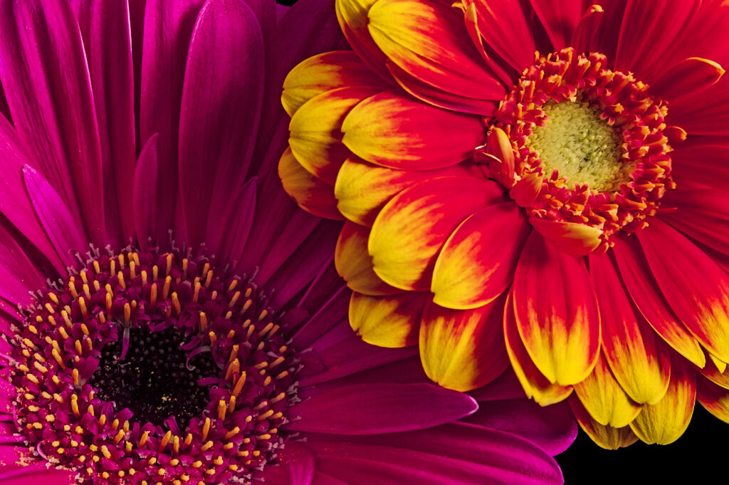 gerber daisies