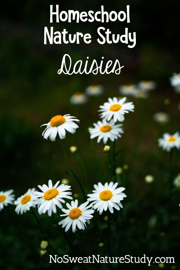 White and yellow daisies in a field of green