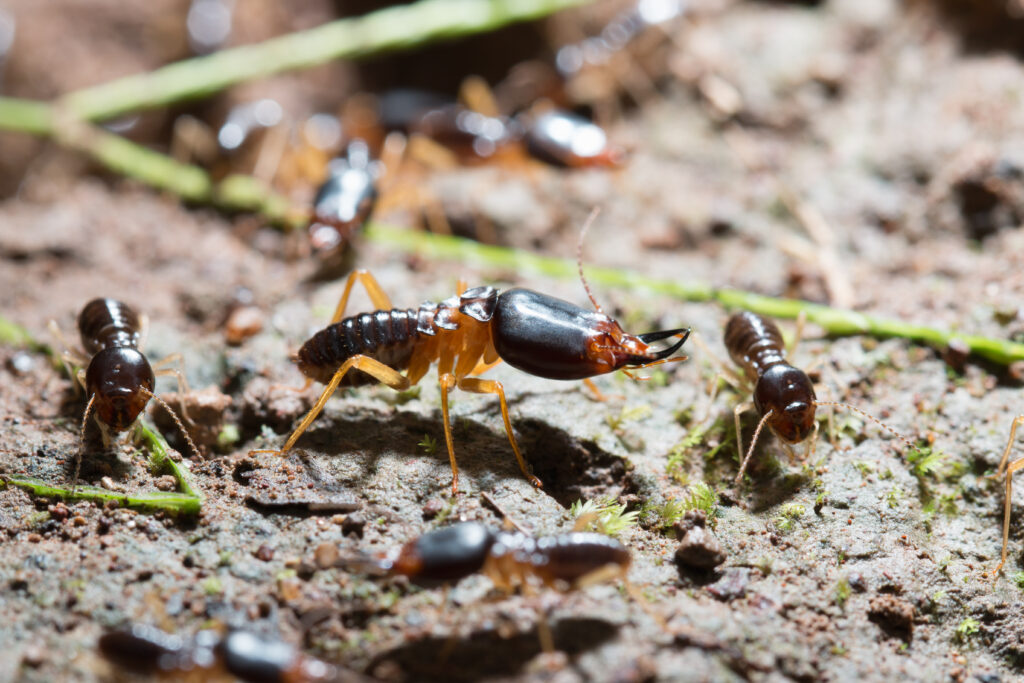 termites in soil