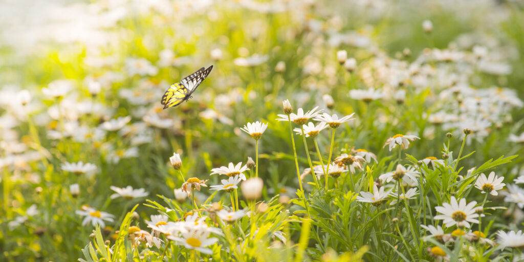 field of daisies with butterfly