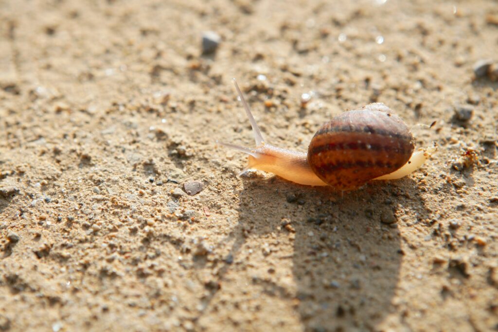 snail on soil