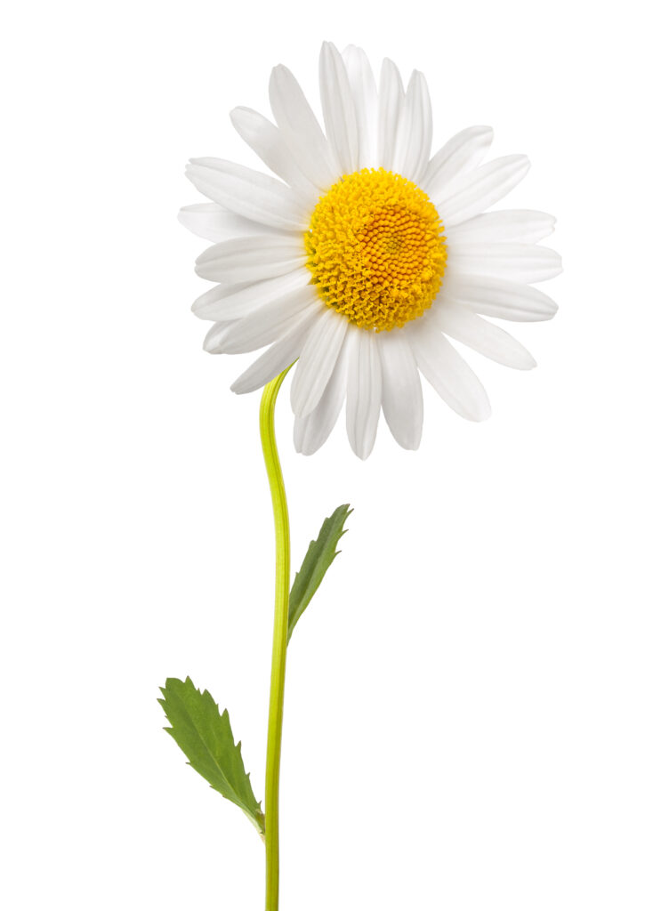 white daisy