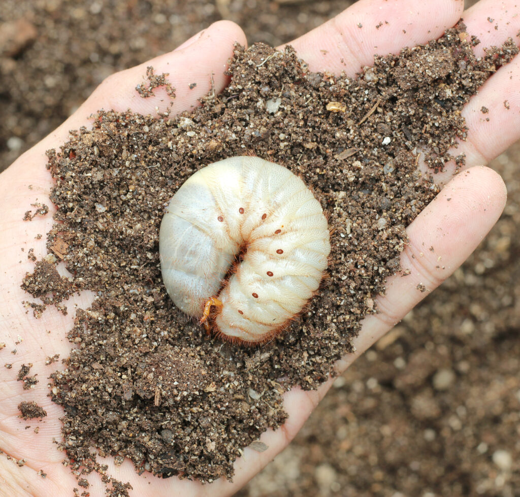 grub in soil