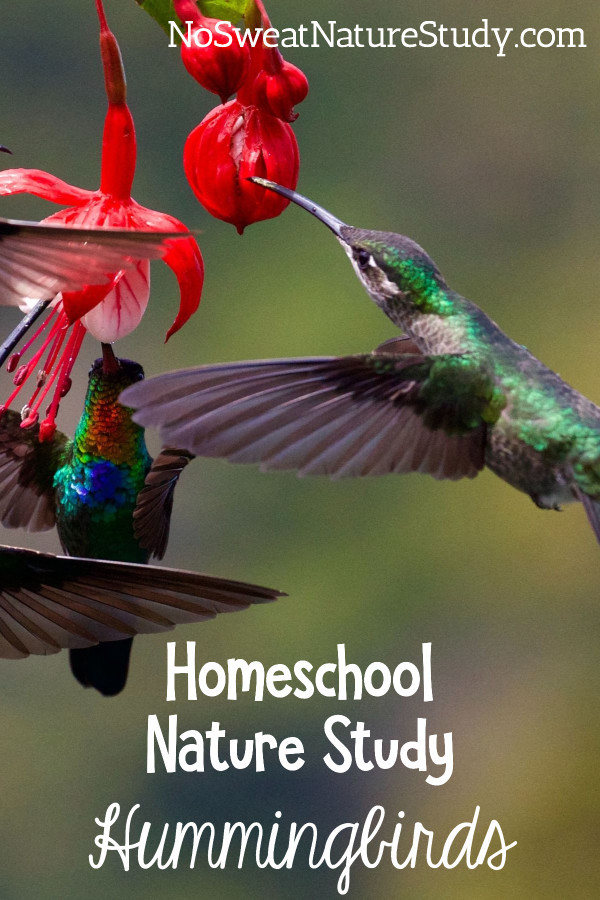 hummingbird at a red flower sipping nectar