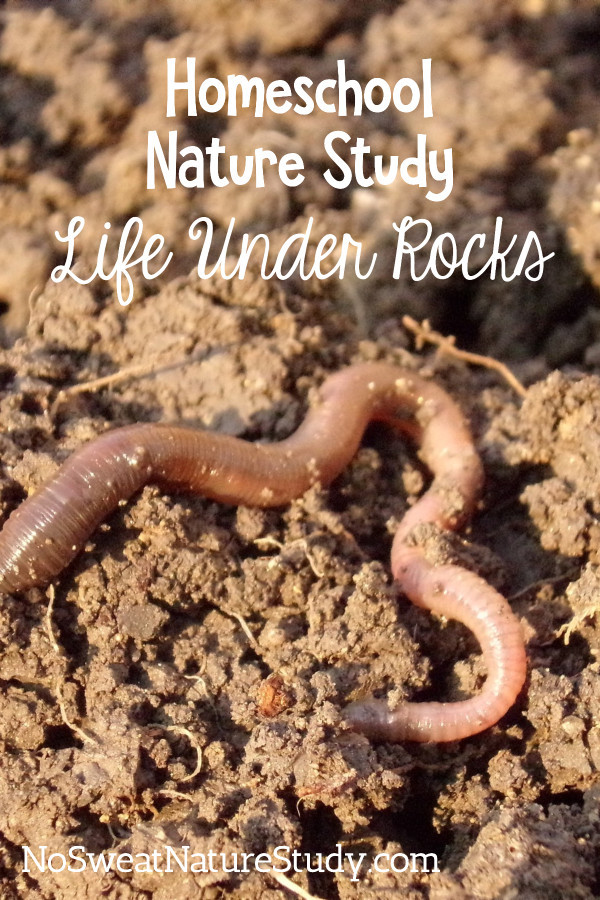 Life Under Rocks Nature Study