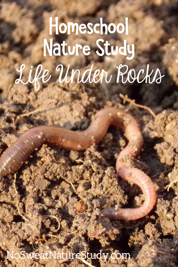 earthworm on soil advertising a "life under rocks" nature study podcast