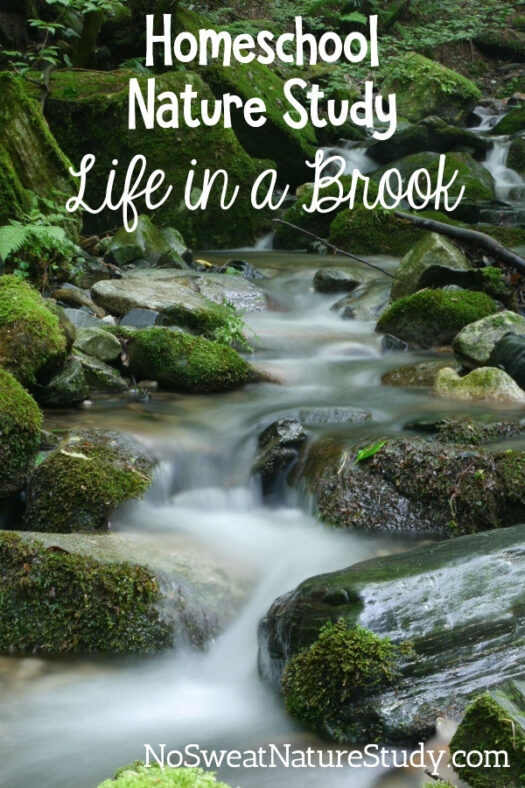 Homeschool Nature Study: Life in a Brook