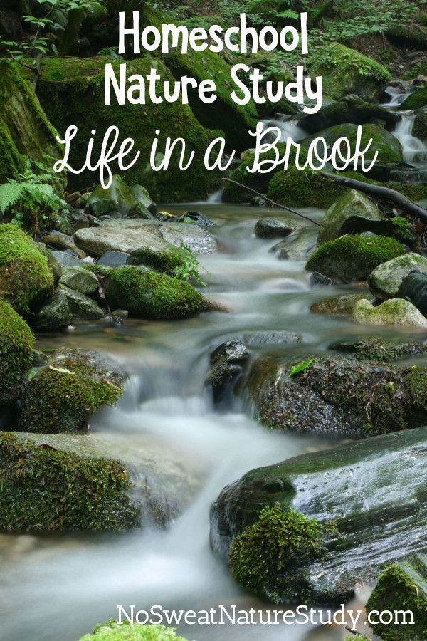 mossy rocks in a brook with water running