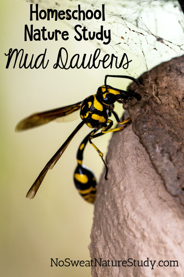 Mud Daubers Nature Study