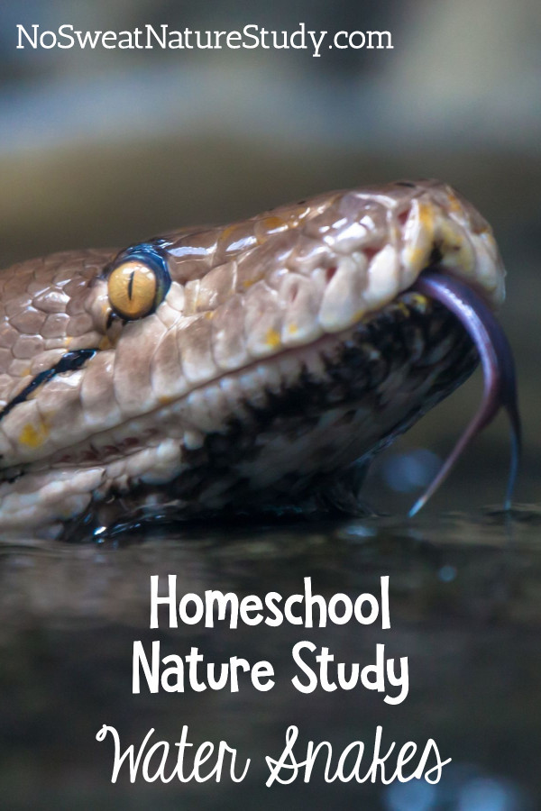 Water Snakes Nature Study