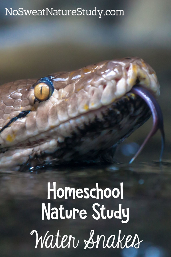 Hissing light brown water snake with yellow eyes. To advertise a water snake nature study podcast