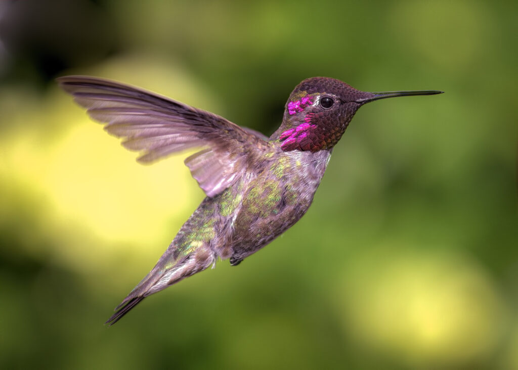 Hummingbird in Flight