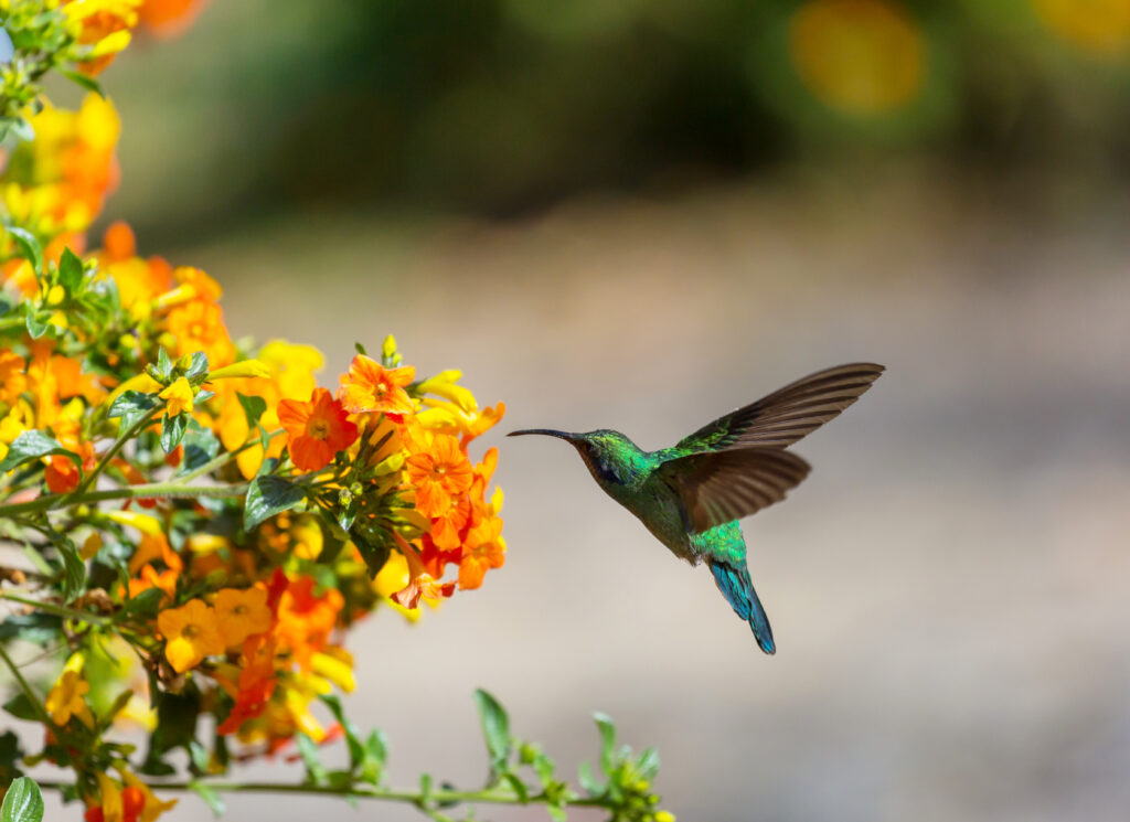 hummingbird at flower