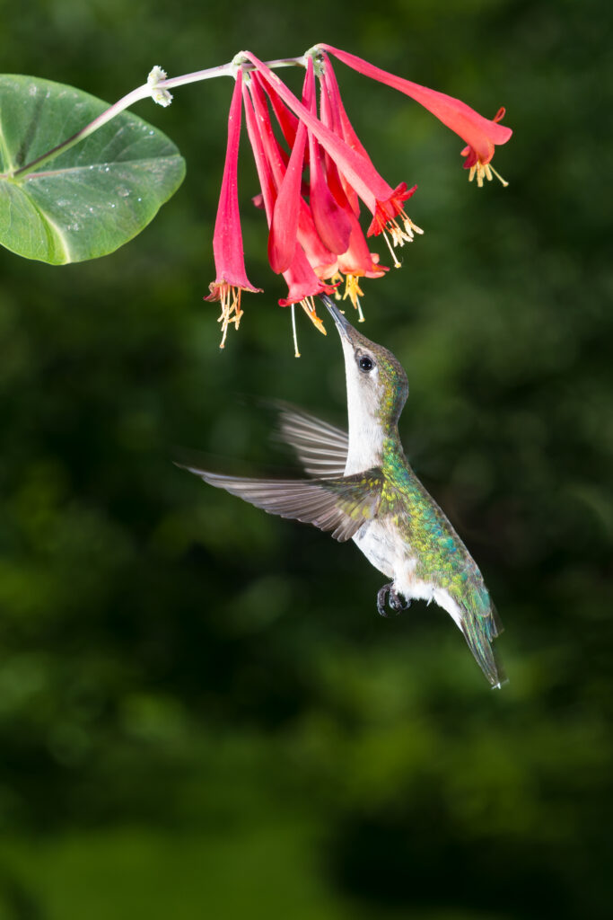 hummingbird at flower