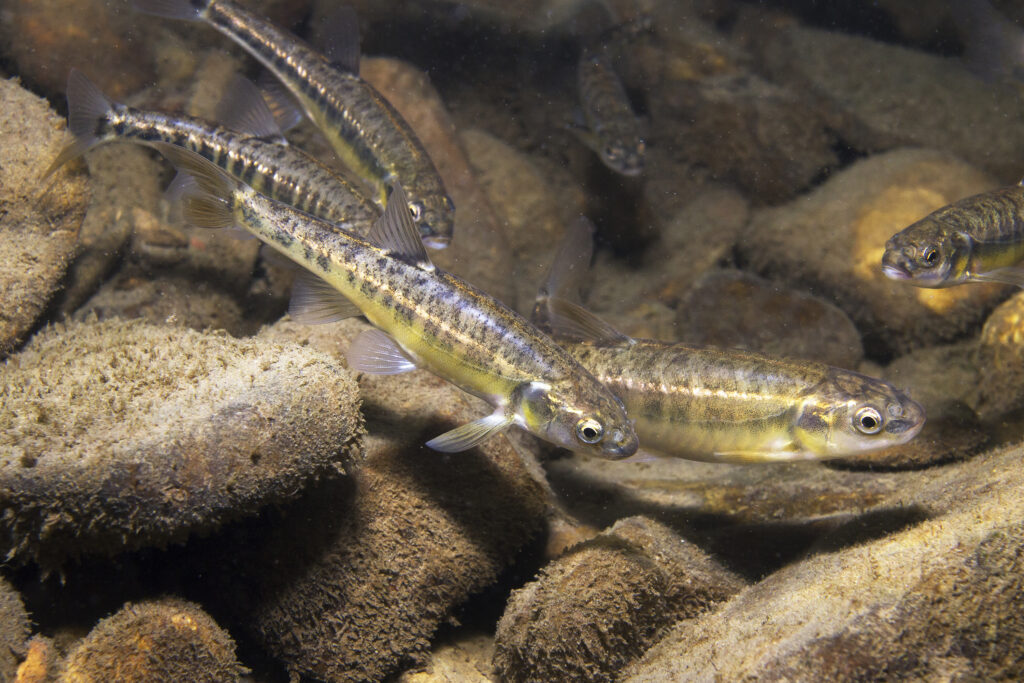 minnows in a freshwater stream