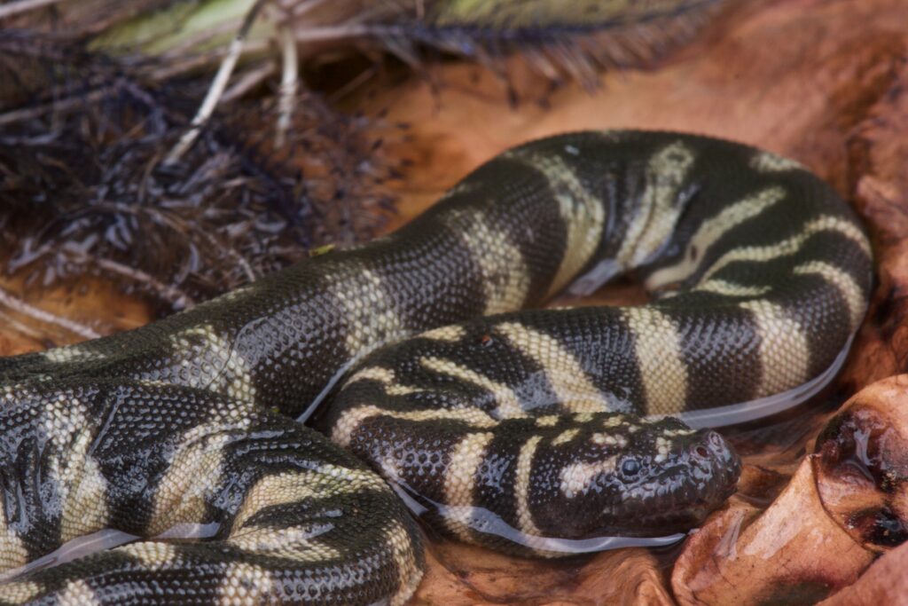 banded water snake