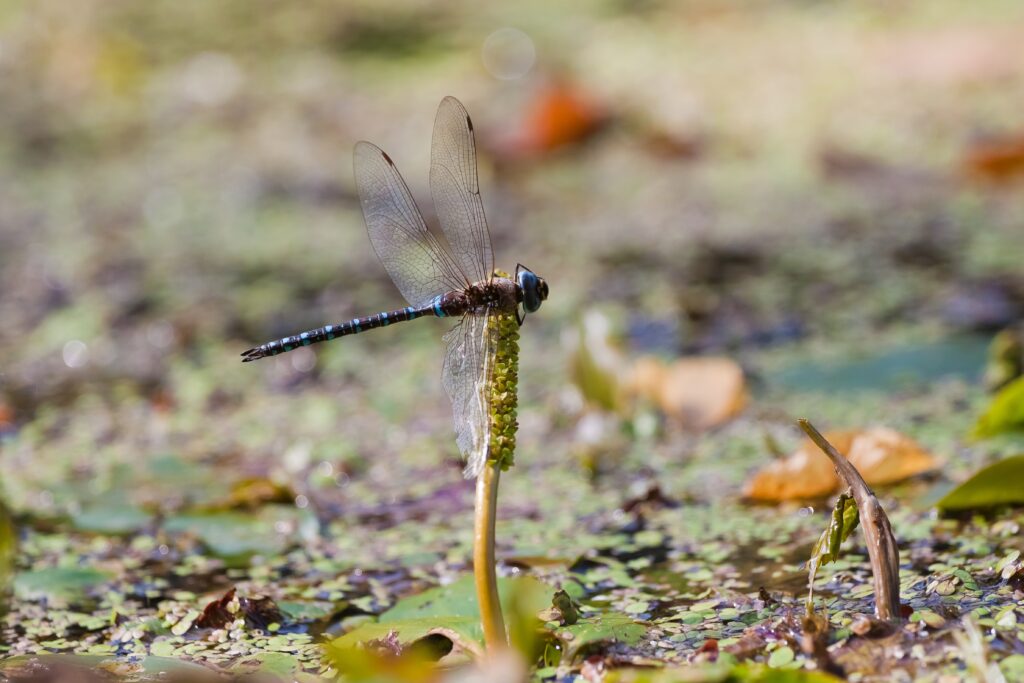 dragonfly on pondweed flower