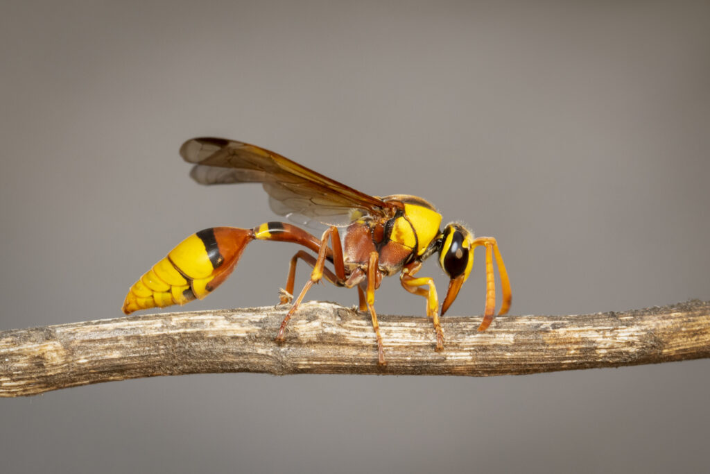 mud dauber on stick