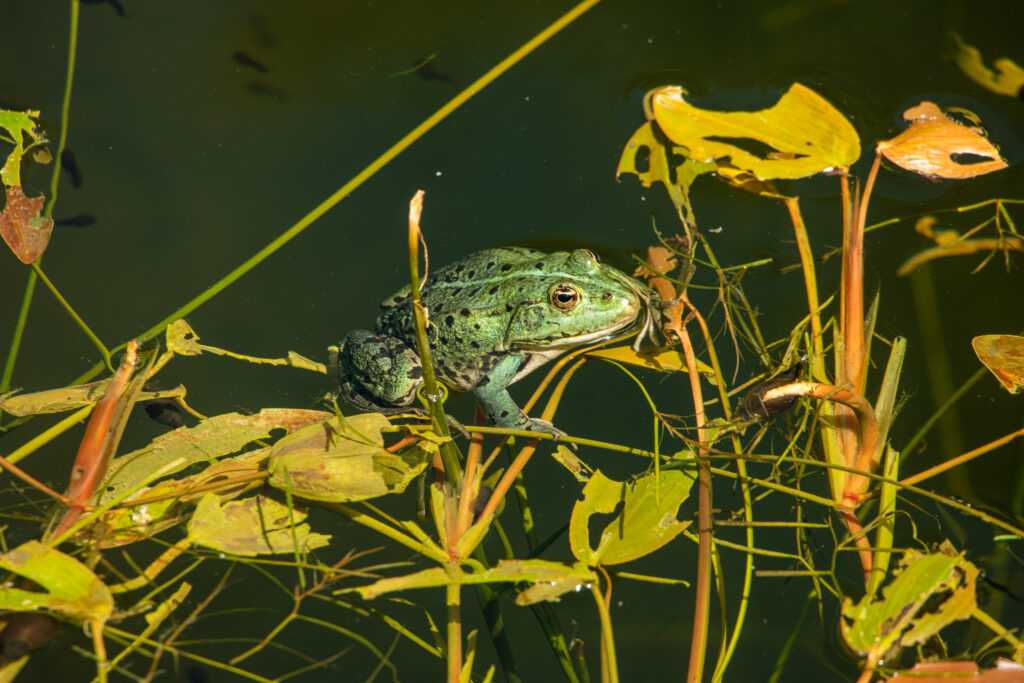 frog on floating leaves of pondweed