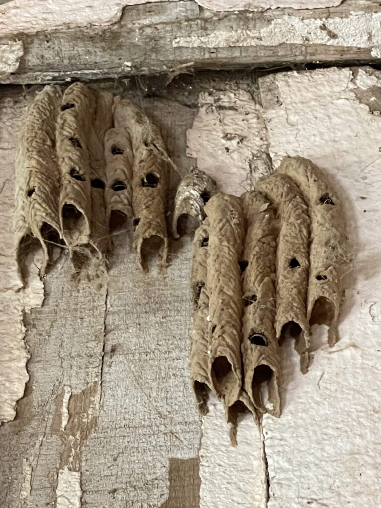 mud dauber nest on barn wall