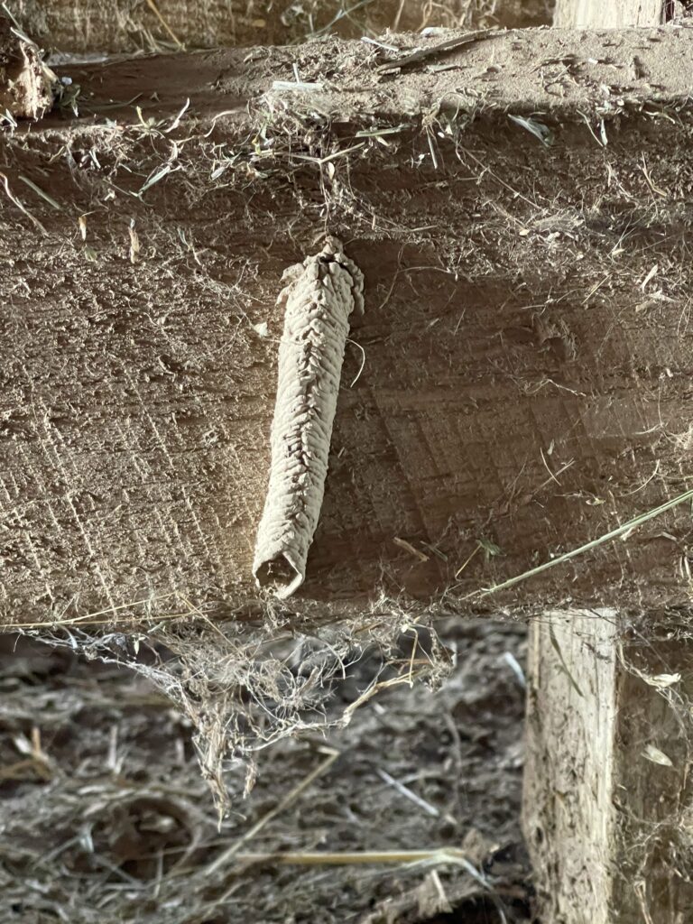mud dauber nest on barn rafter