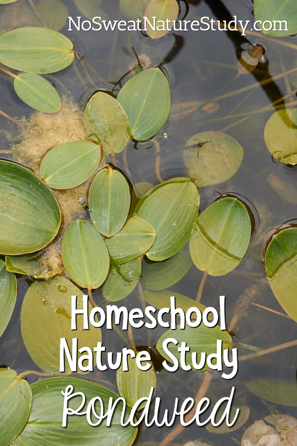 Pondweed Nature Study