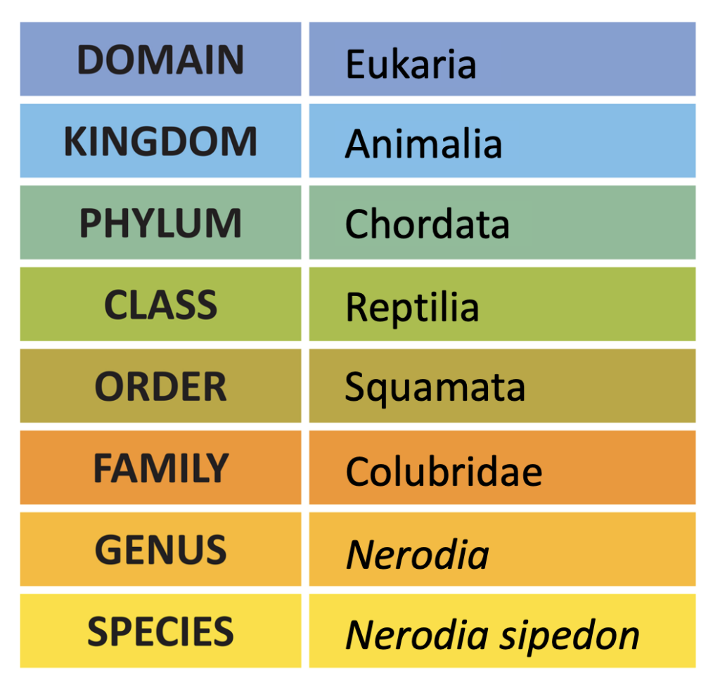 taxonomy chart of northern water snake