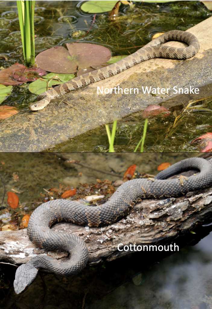 water snake vs. cottonmouth