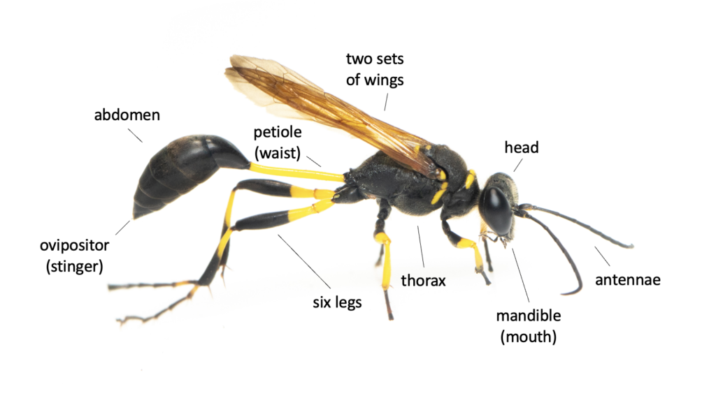 mud dauber with labeled body parts