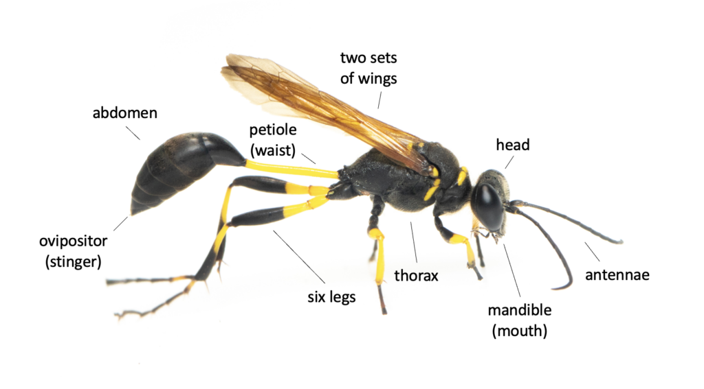 mud dauber larvae