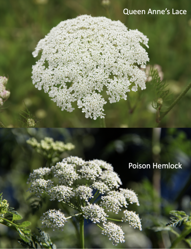 Queen Anne's lace and poison hemlock