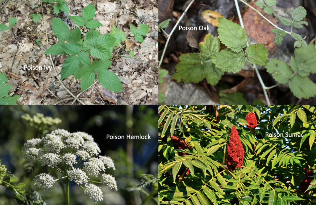 poisonous plants