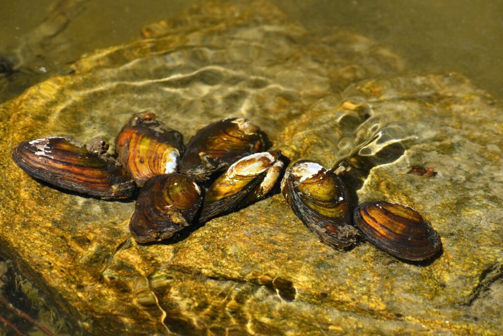 mussels in a freshwater stream