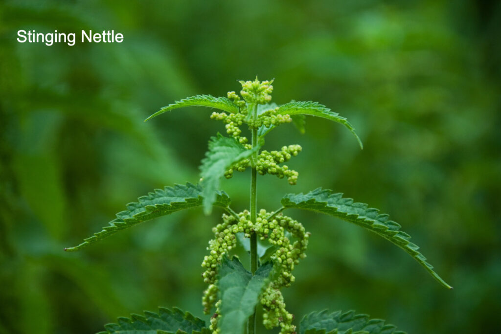 stinging nettle