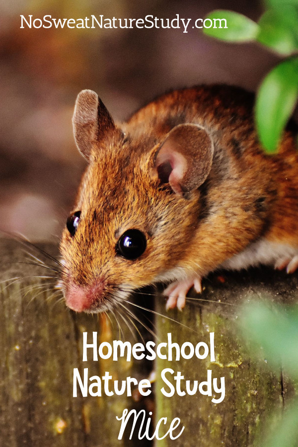 Mice are sneaky little critters. You and your kiddos will enjoy learning about them in this homeschool nature study lesson!