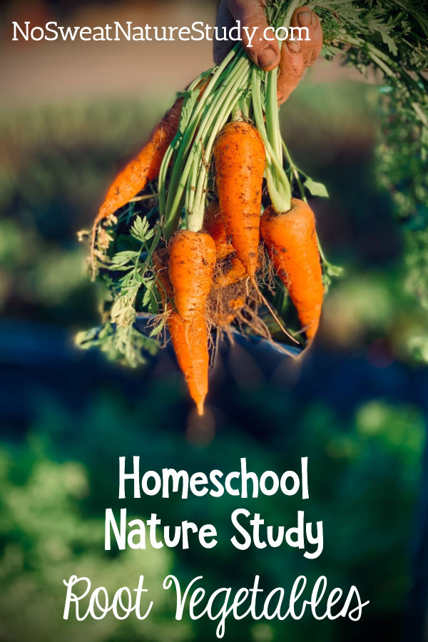 Bright orange carrots with green tops just pulled out of the ground