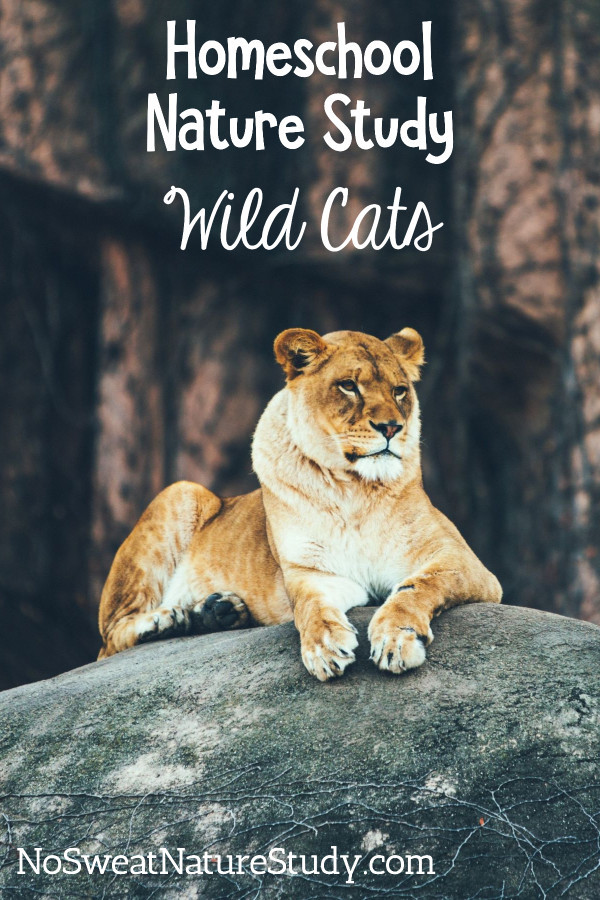 Lioness sitting on a grey rock with brown trees in the background