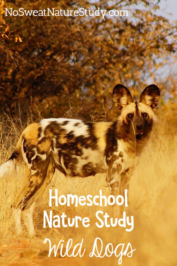 Wild dogs are not a typical nature study topic. I'm sure your kids will find it interesting!
