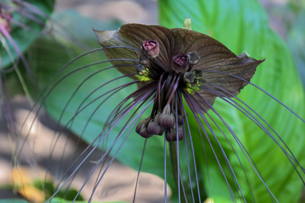 Black bat flower