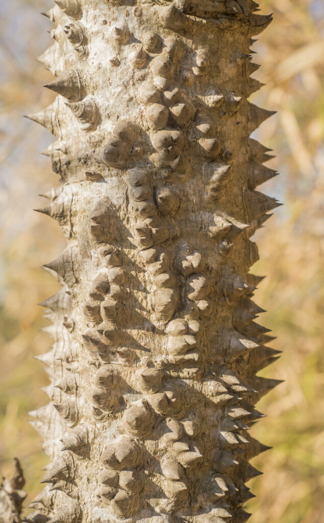 Spiky sandbox tree trunk