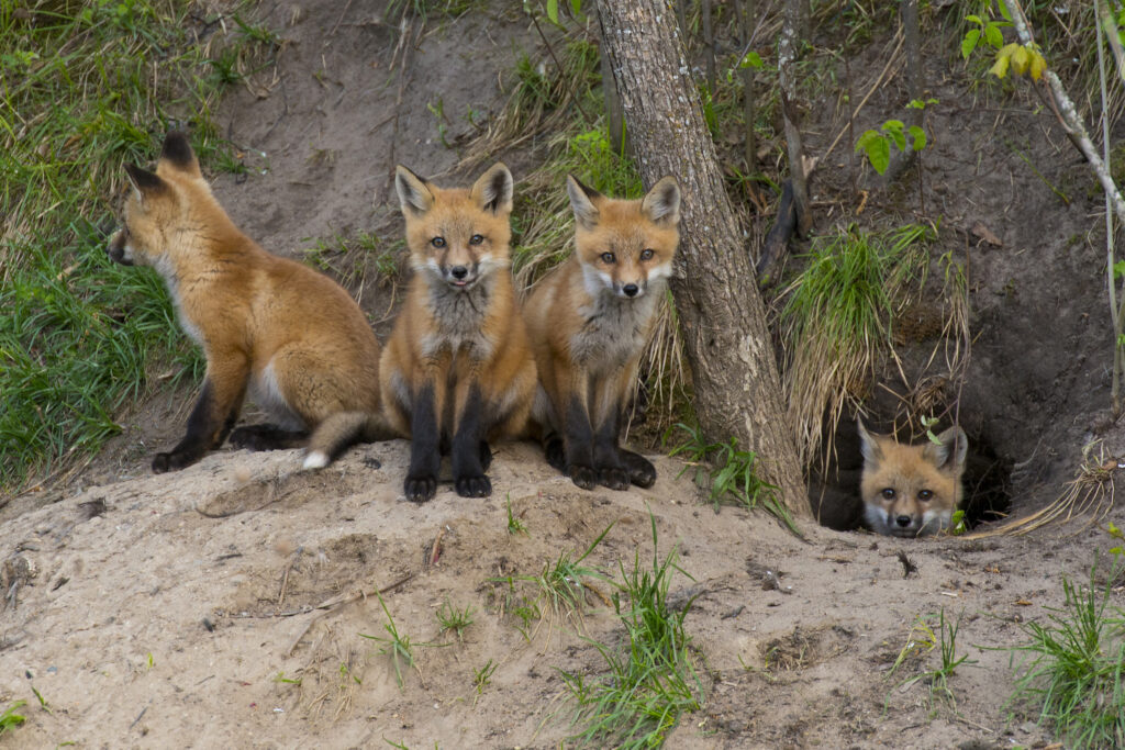 Red foxes in den