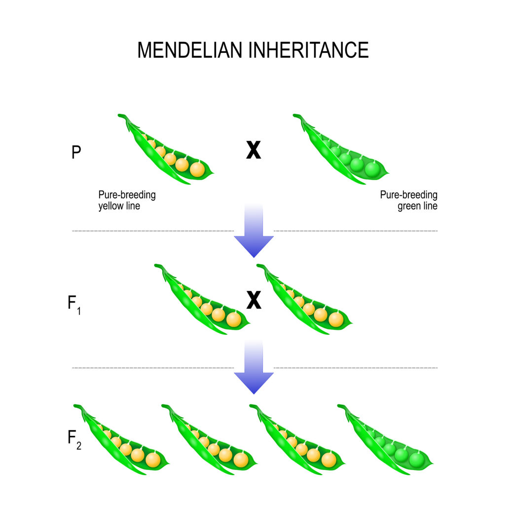 pea plant inheritance