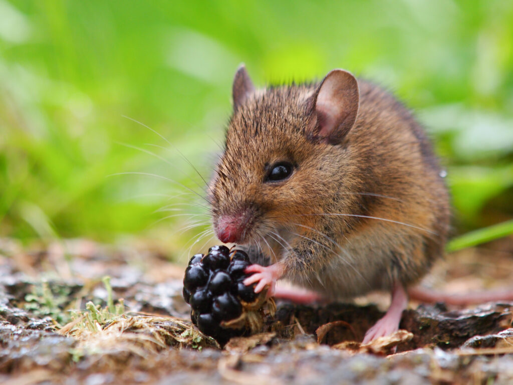 Wild Wood Mouse Eating Blackberry